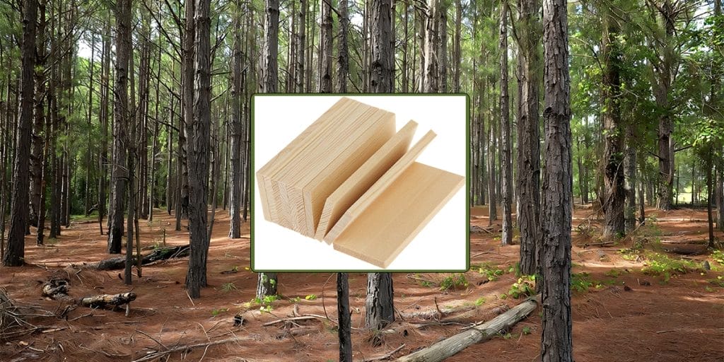 Pine Tree to Softwood Planks – Quality Pine Wood